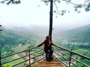 Goa Pinus