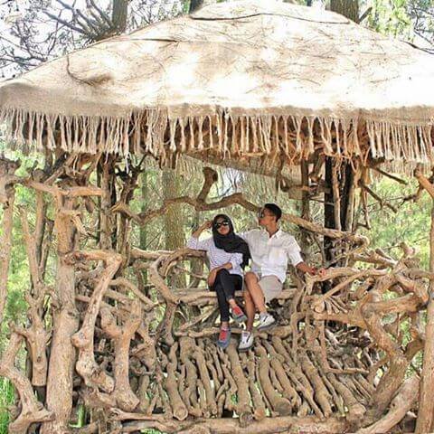 goa pinus