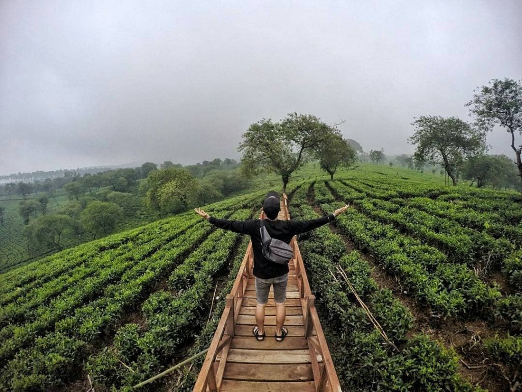 Kebun Teh Wonosari, Malang