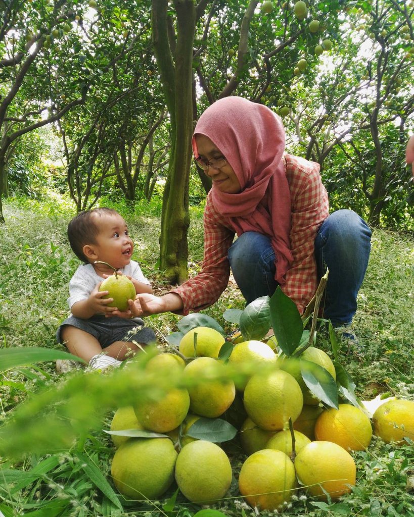 Wisata Agro di Malang, Serunya dari Petik Apel hingga