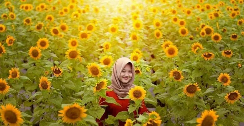 wisata kediri kebun bunga matahari