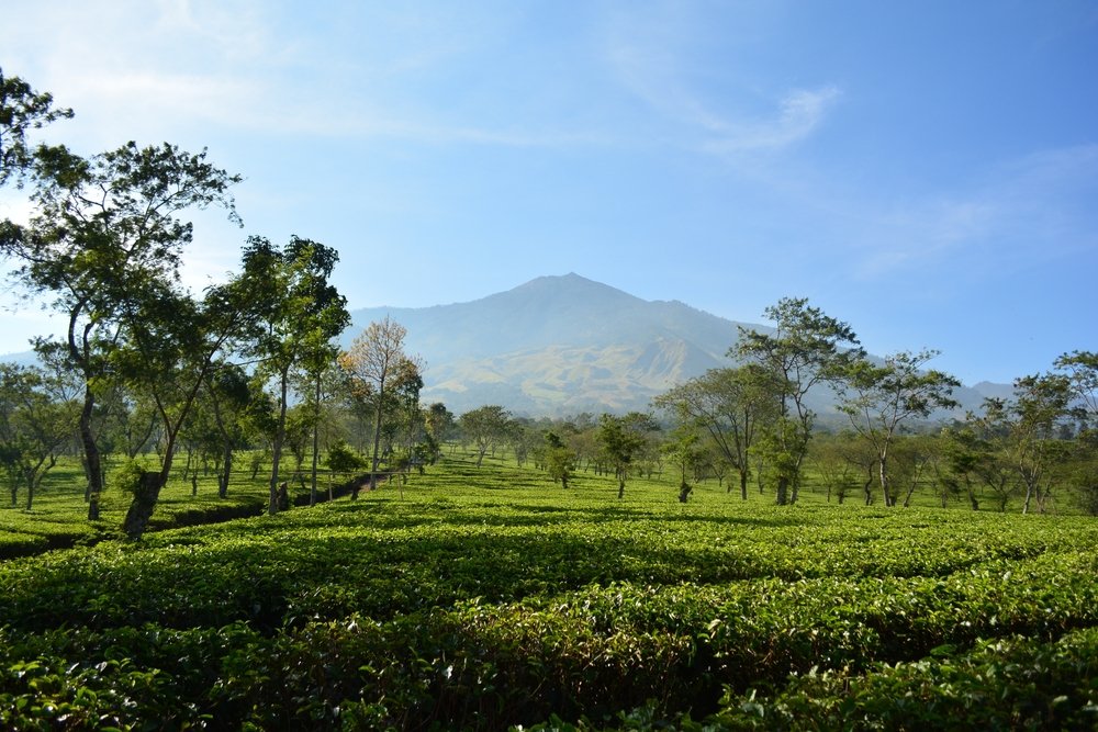 kebun teh wonosari malang