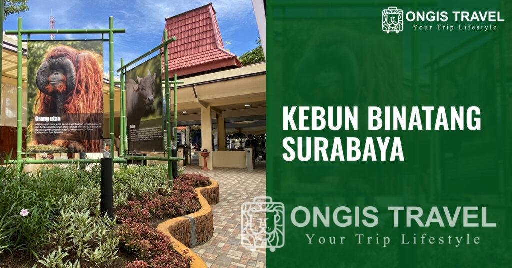 Wisata Seru Di Kebun Binatang Surabaya – Ongis Travel