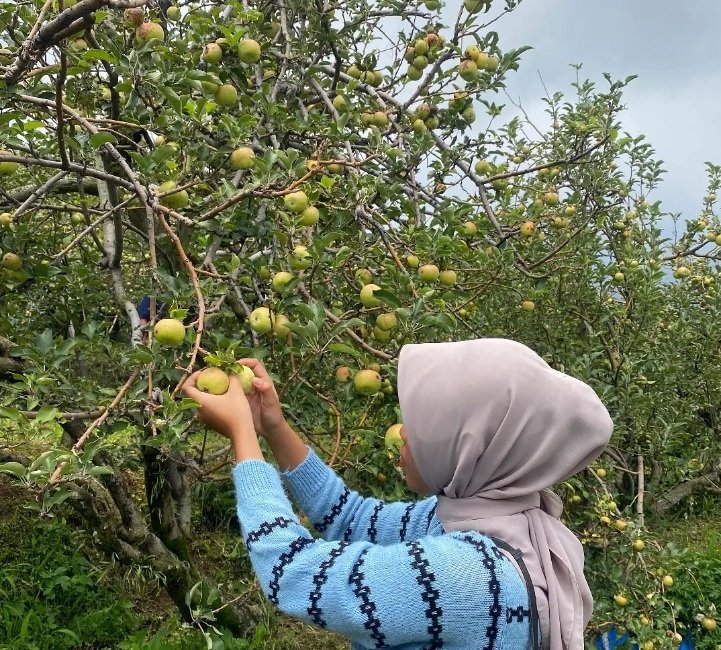 wisata petik apel batu