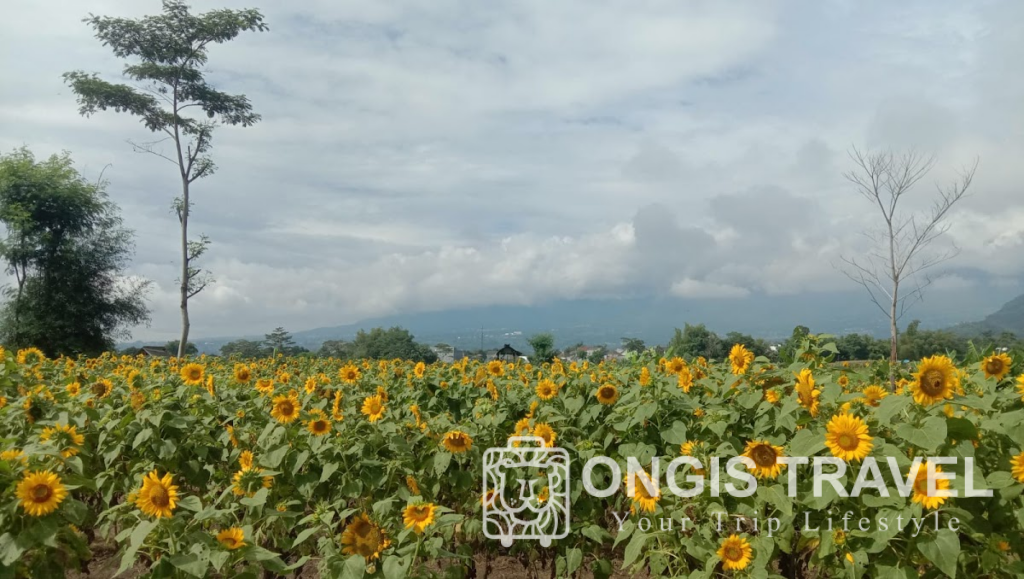 Ladang Bunga Matahari