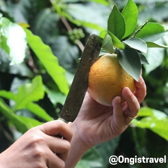 wisata Petik Jeruk Selorejo Malang